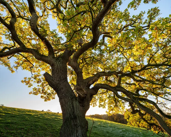 Ancient oak tree backlit by golden autumn sunlight in a sloping sheep pasture under a clear sky.