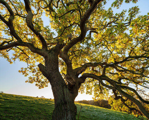  a large tree in a park