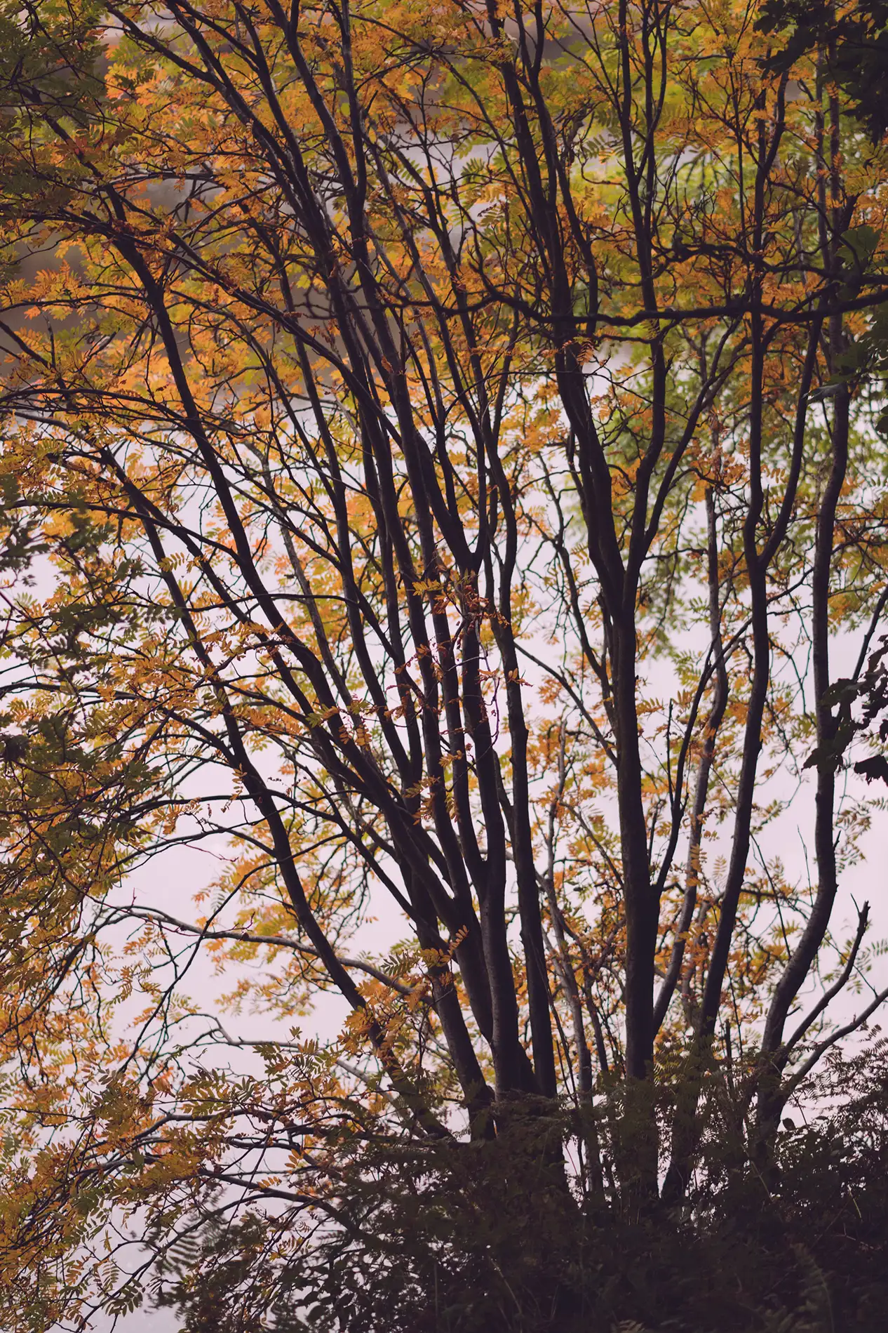 Multi-stemmed rowan tree with amber and green autumn foliage against a pale misty lake.