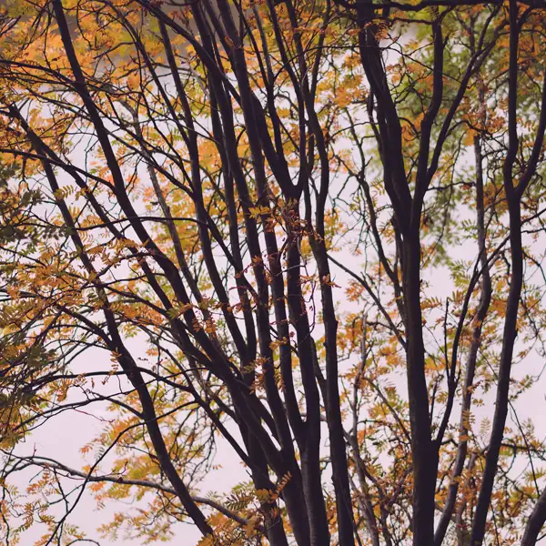 Late Summer Fewston