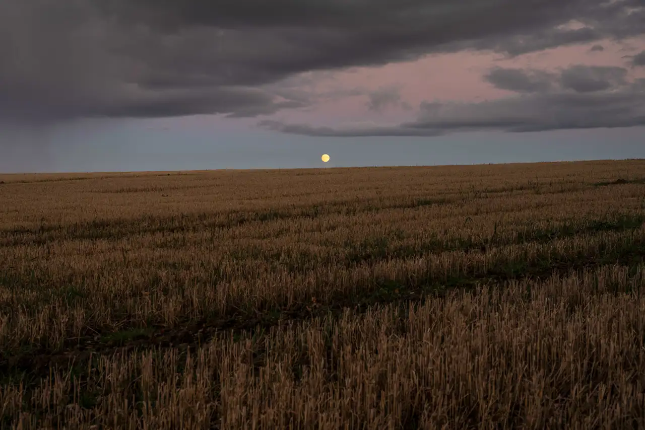 A wide, open field with dry, golden stubble under a cloudy sky. A prominent, full moon is visible near the horizon, with a subtle pink hue in the sky as the clouds gather overhead.