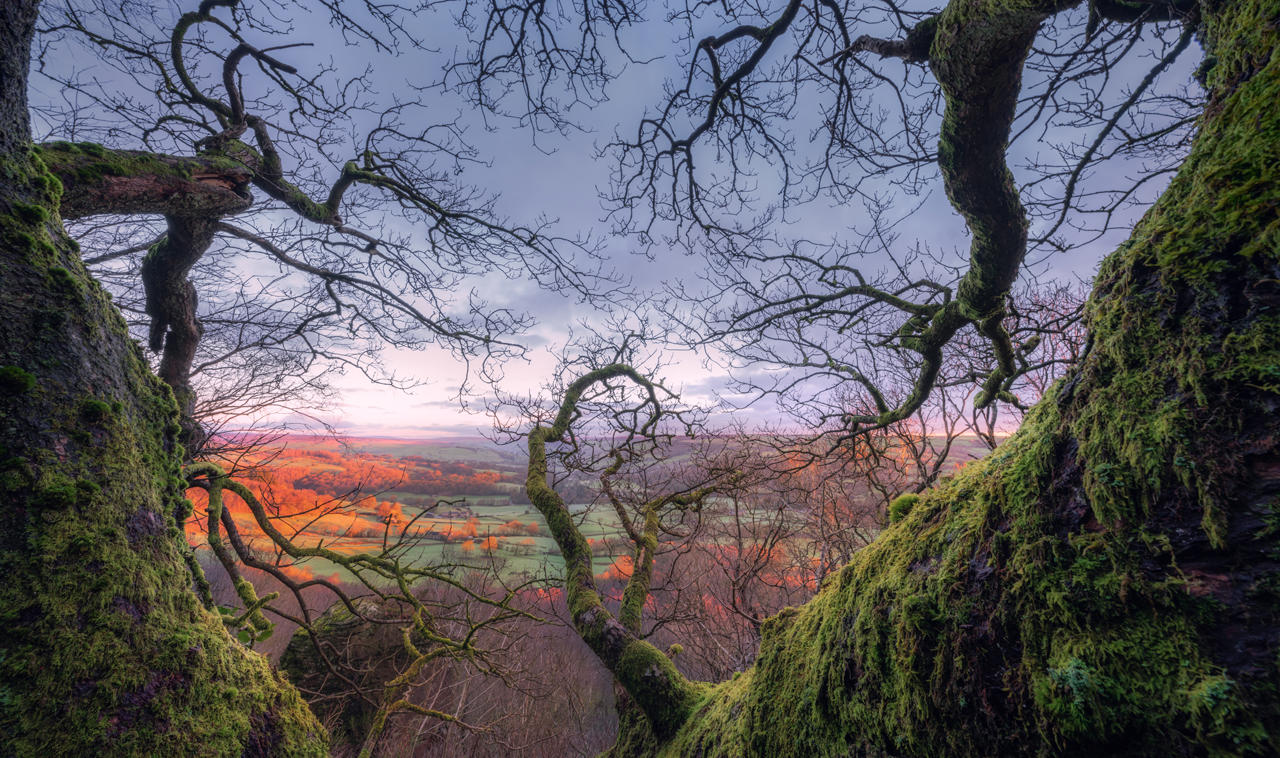 Moss-covered tree branches frame a panoramic view of a sunlit landscape. The horizon shows rolling hills and fields bathed in warm, orange light, contrasting with the cool blue-grey sky and bare tree branches.