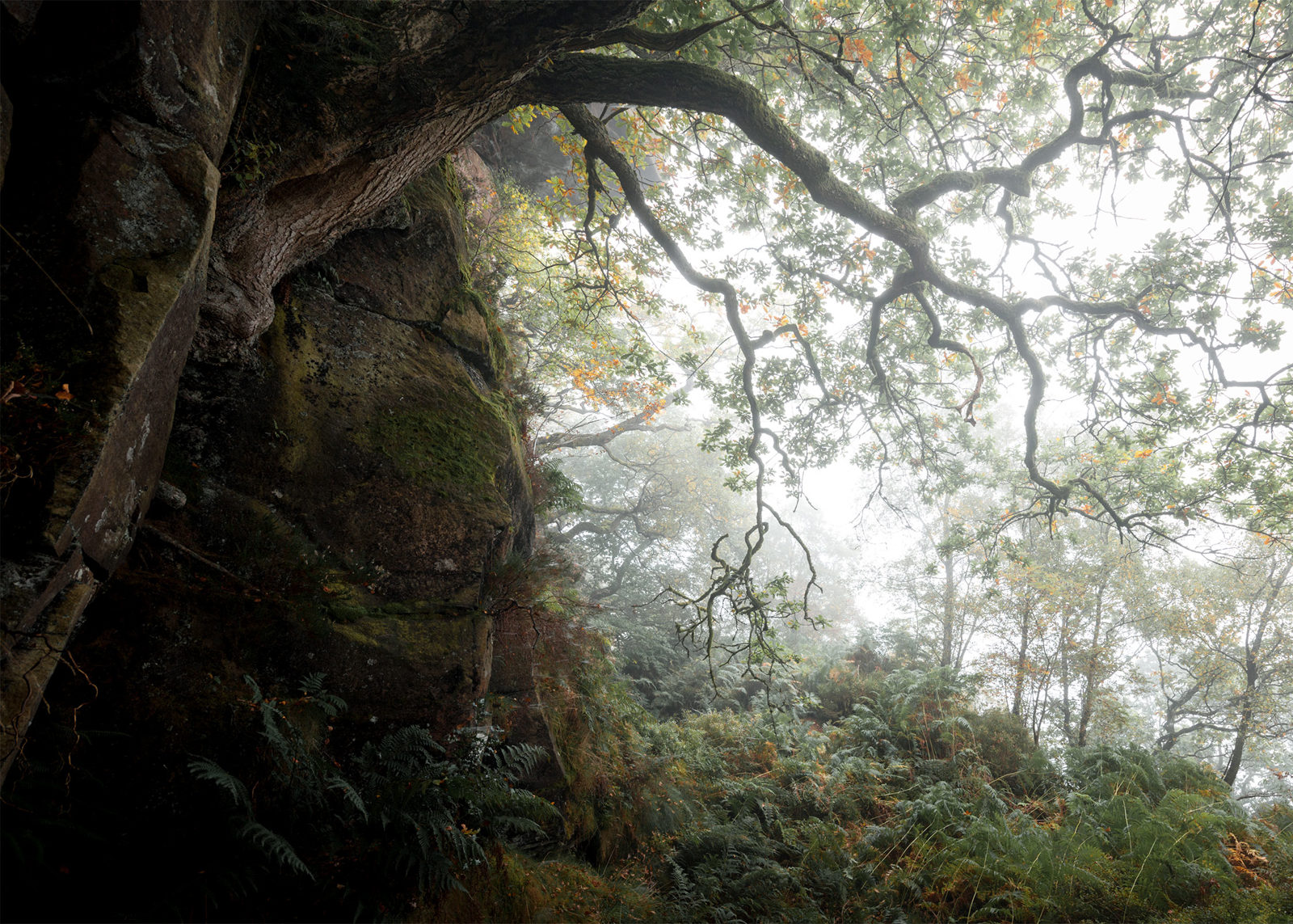 A rocky cliff covered in moss on the left. The foreground features lush ferns and plants, while a large tree with interwoven branches and autumn leaves extends across the image. A misty atmosphere envelops the background, with faintly visible trees adding depth.