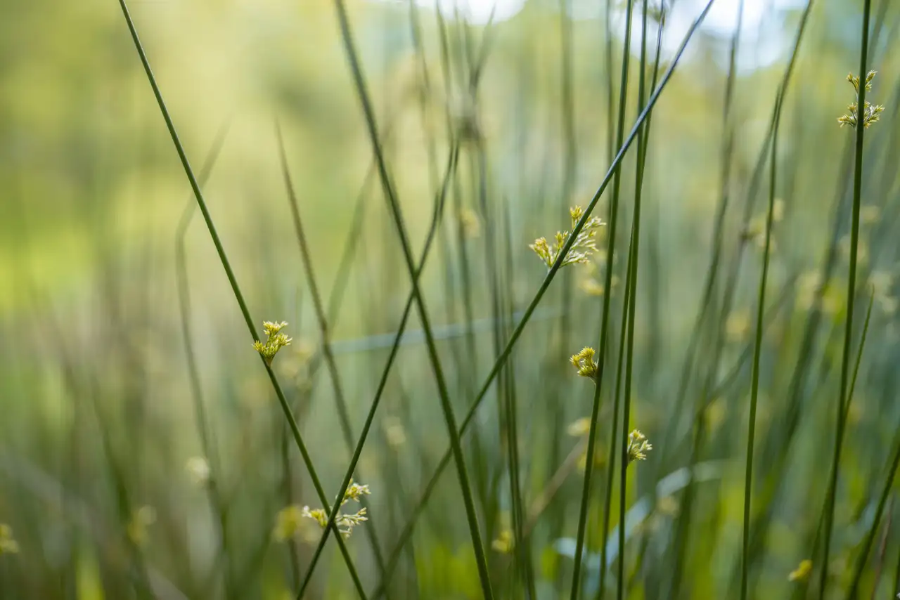 Tall, slender green grass blades with small clusters of delicate yellow flowers. The background is softly blurred, creating a dreamy and serene atmosphere, emphasising the foreground details of the grass and flowers.