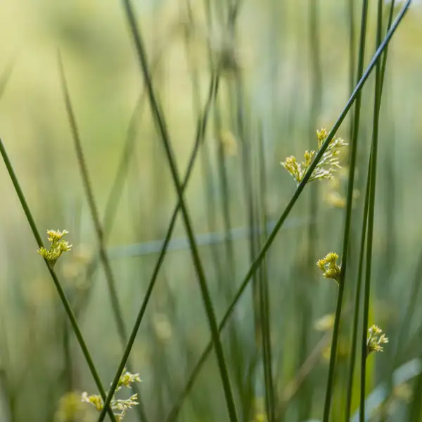 Grasses and Ferns
