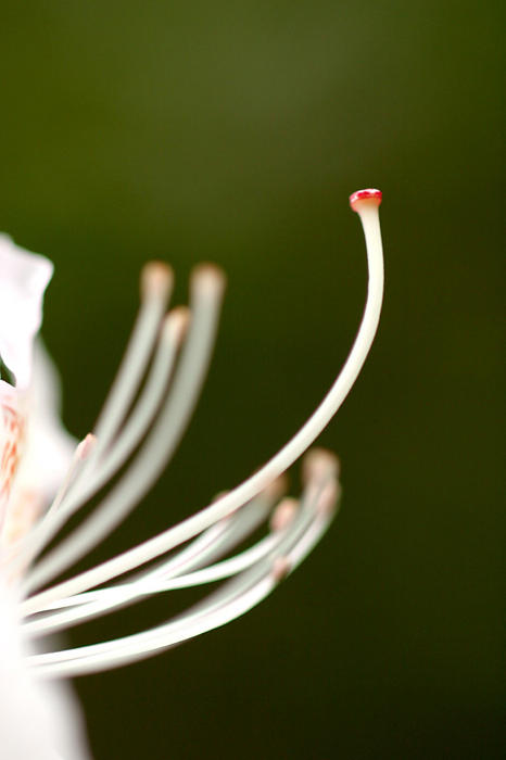 Flower, Leckmelm Arboretum