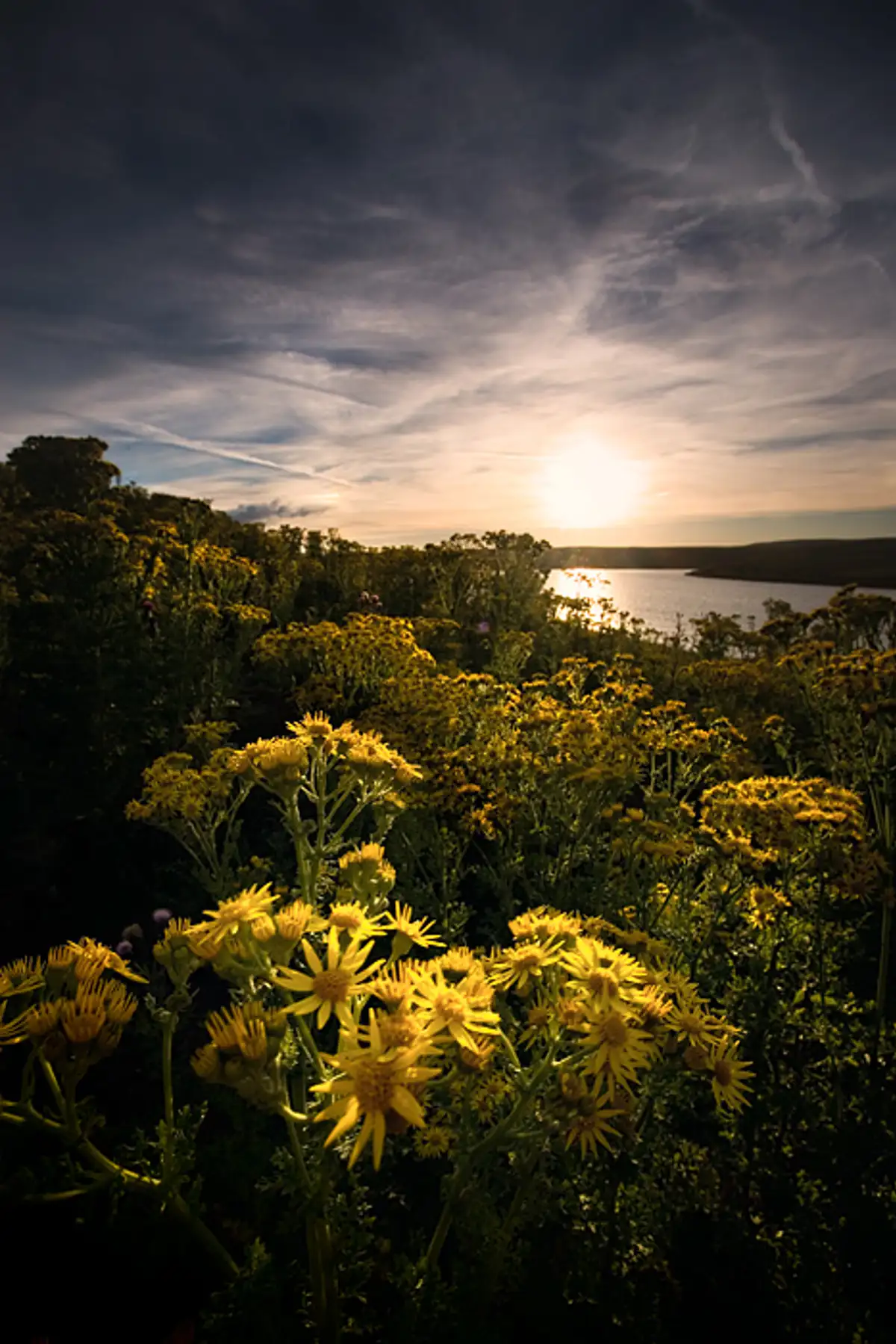 Yellow flowers, Grimwith reservoir