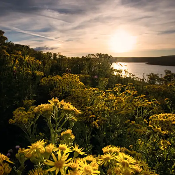 Yellow flowers, Grimwith reservoir