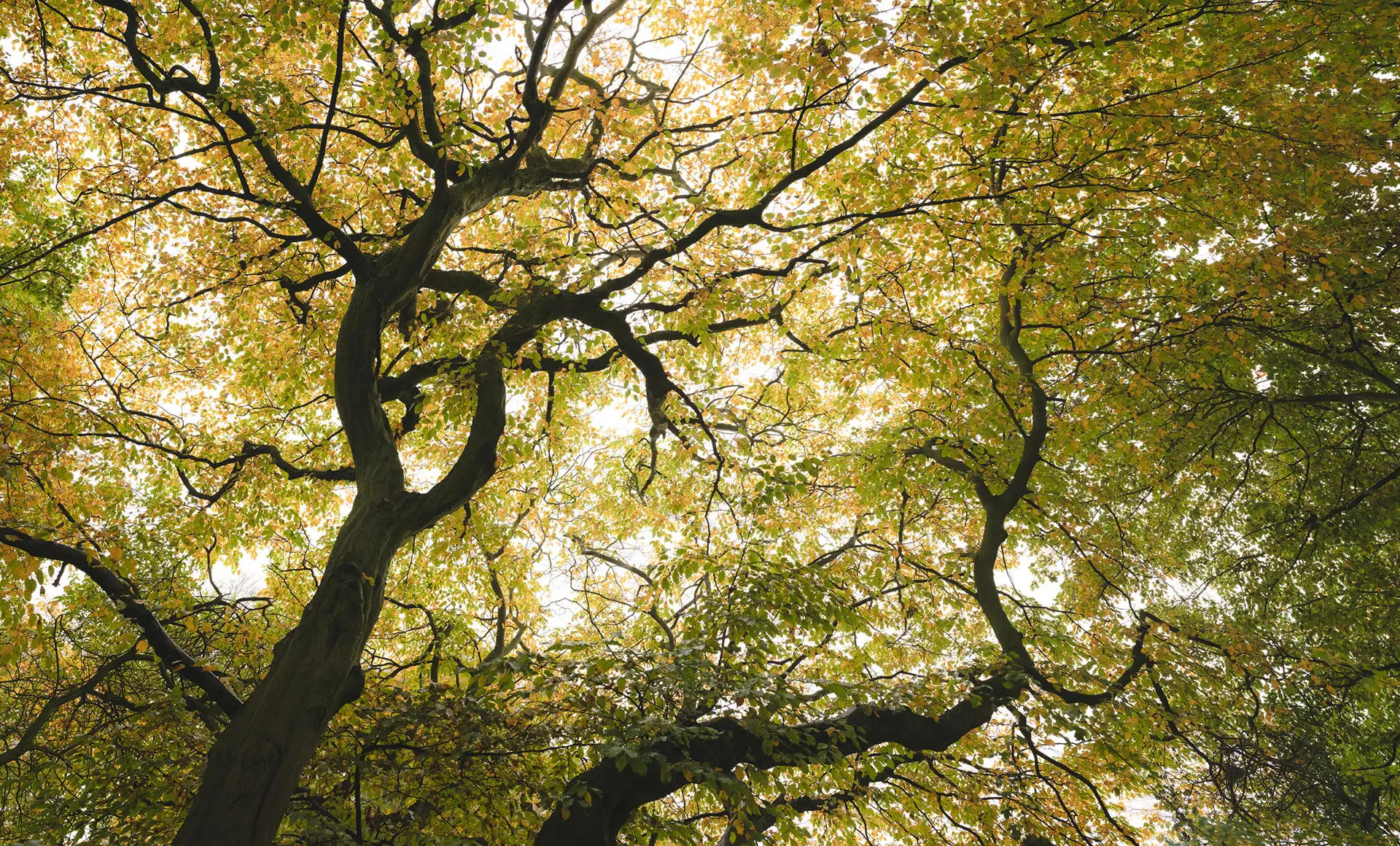 Looking up at the canopy of a tree with twisted, dark branches reaching across the frame. The leaves are a mix of green and golden yellow, indicating a transition into autumn. Sunlight filters through the foliage, creating a dappled effect on the leaves.