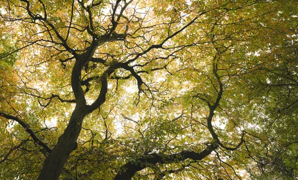 Beech tree canopy viewed from below, woodland in autumn with green and golden leaves against a bright sky