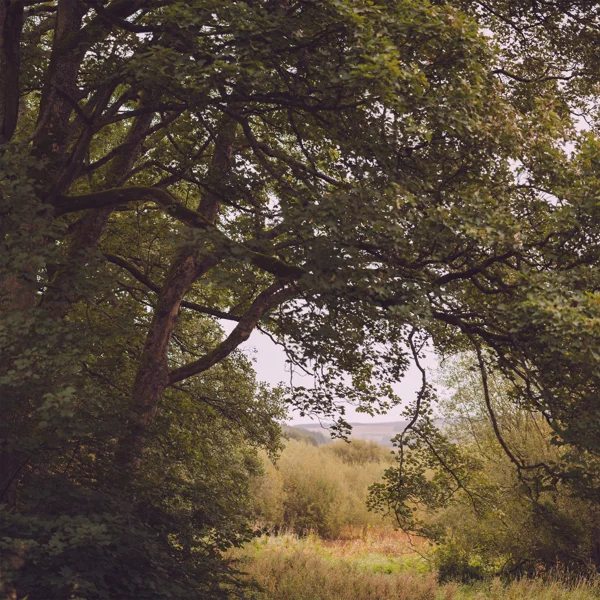 Mossy oak trees framing a distant moorland view across woodland clearing under soft overcast light