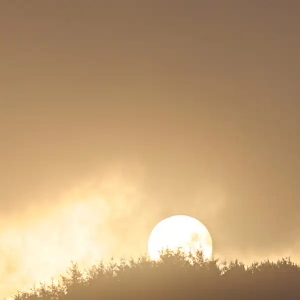 Sunrise, Thruscross