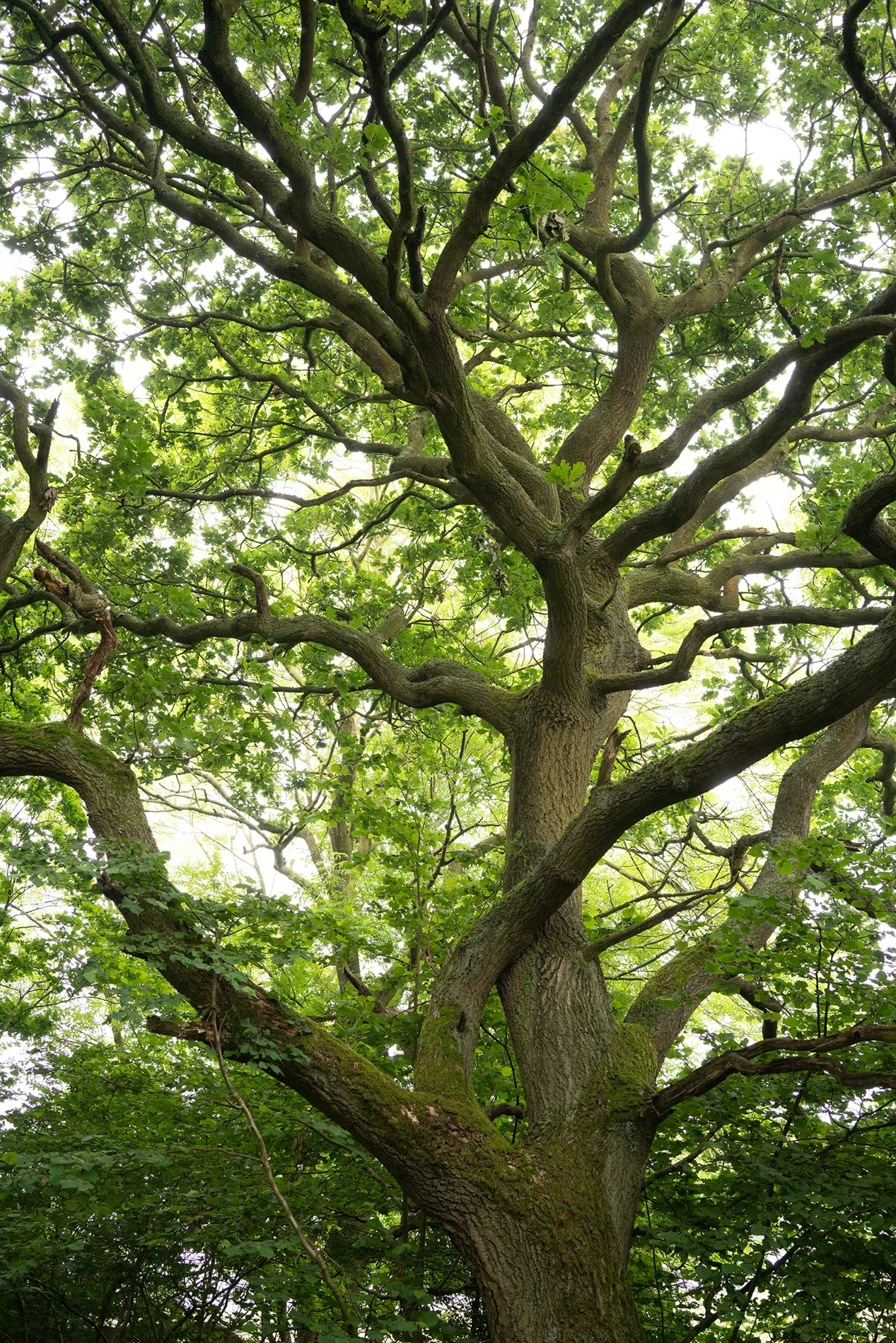 Mature oak tree with twisting moss-covered branches and fresh green canopy in woodland, viewed from below