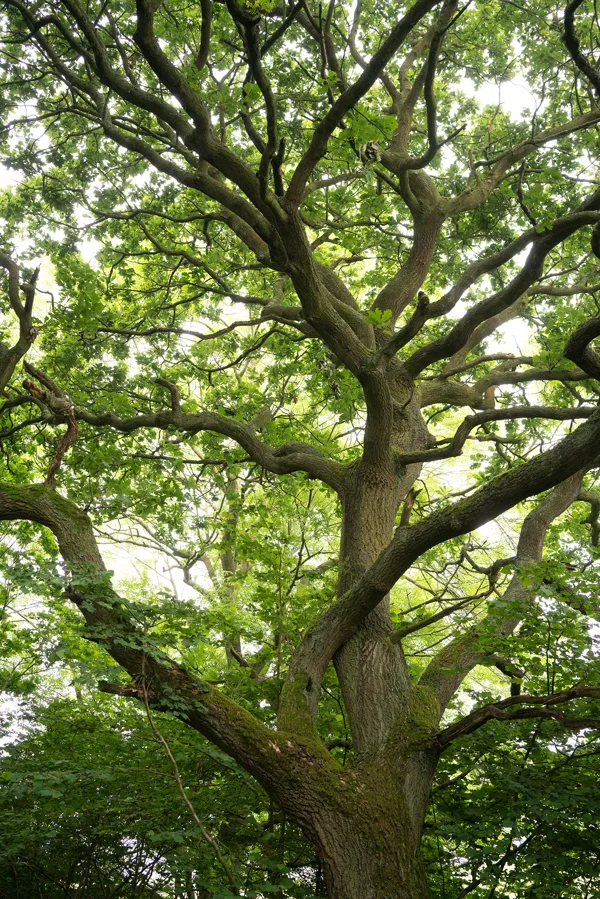 Mature oak tree with twisting moss-covered branches and fresh green canopy in woodland, viewed from below