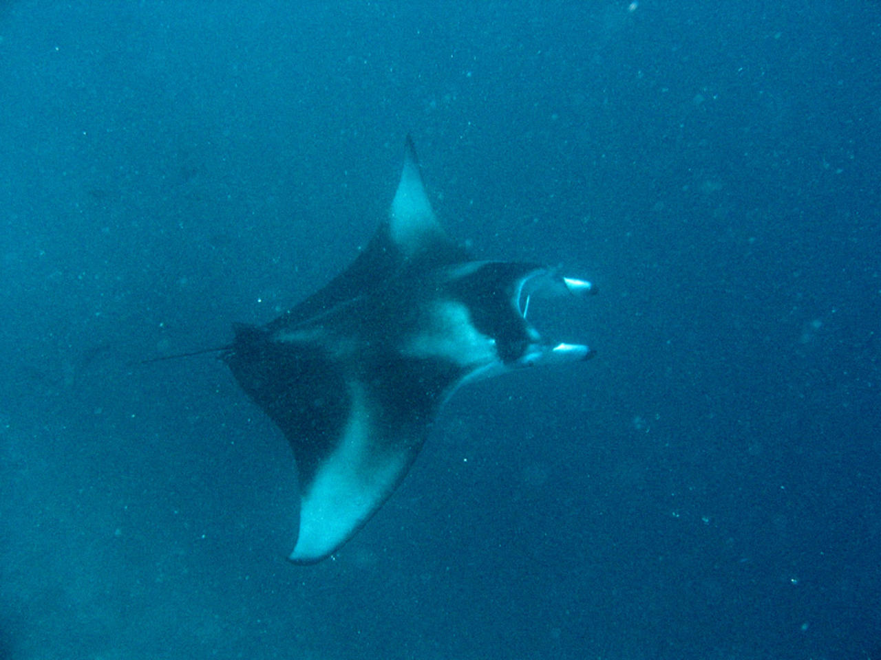 Manta Ray