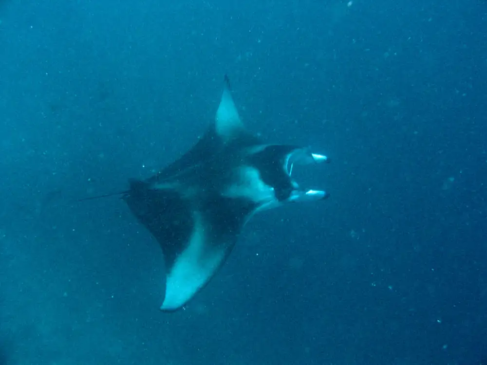 Manta Ray