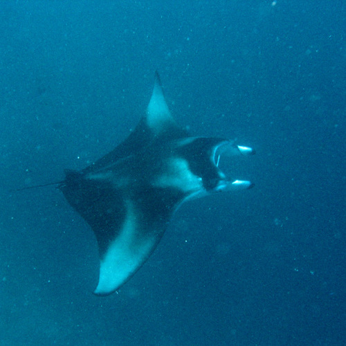Manta Ray: Manta Ray