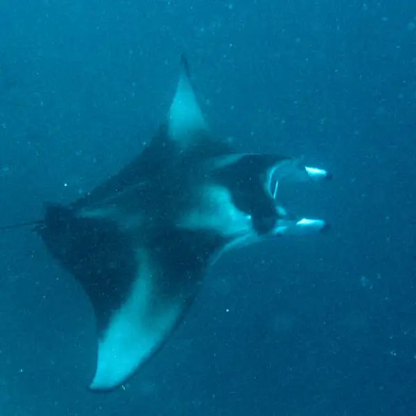 Manta Ray