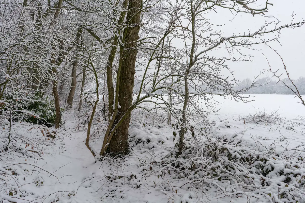 Snow-covered woodland path with trees on either side, their branches heavy with snow. A white, open field is visible in the background, and the sky is grey, indicating ongoing snowfall. The scene is tranquil and wintry.