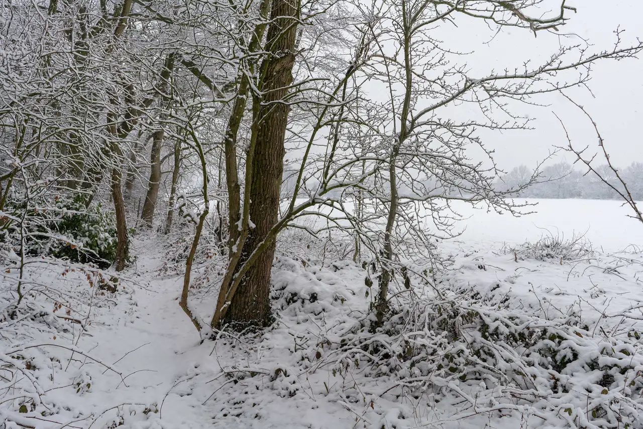 Snow-covered woodland path with trees on either side, their branches heavy with snow. A white, open field is visible in the background, and the sky is grey, indicating ongoing snowfall. The scene is tranquil and wintry.