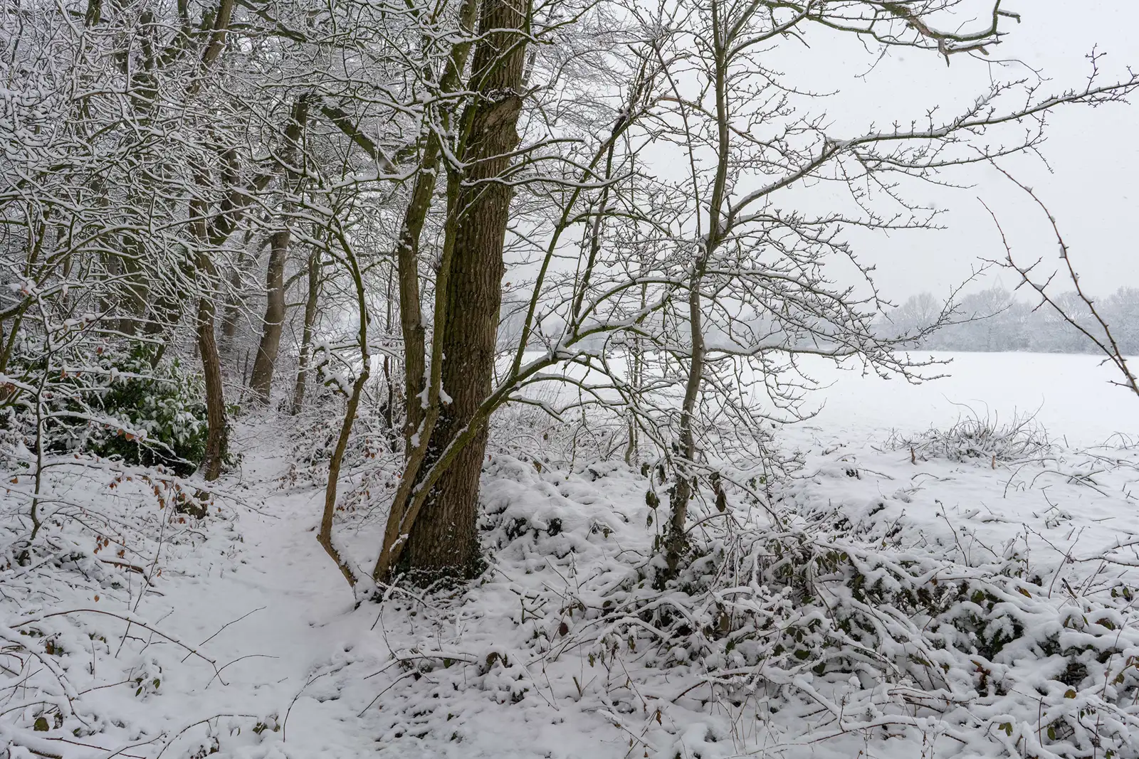 Snow-covered woodland path with trees on either side, their branches heavy with snow. A white, open field is visible in the background, and the sky is grey, indicating ongoing snowfall. The scene is tranquil and wintry.