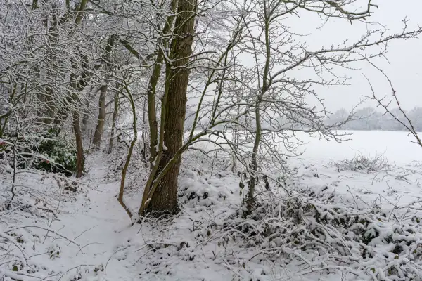 Snow-covered woodland path with trees on either side, their branches heavy with snow. A white, open field is visible in the background, and the sky is grey, indicating ongoing snowfall. The scene is tranquil and wintry.