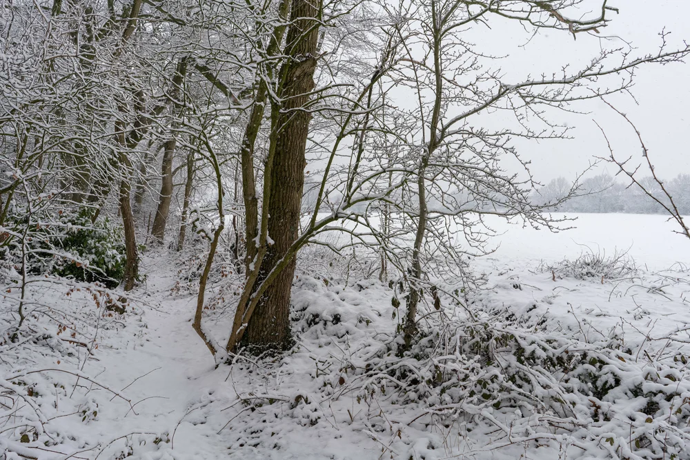 Snow-covered woodland path beside bare trees on the edge of a white field during winter snowfall