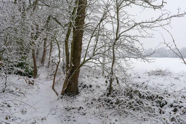 Snow-covered woodland path beside bare trees on the edge of a white field during winter snowfall