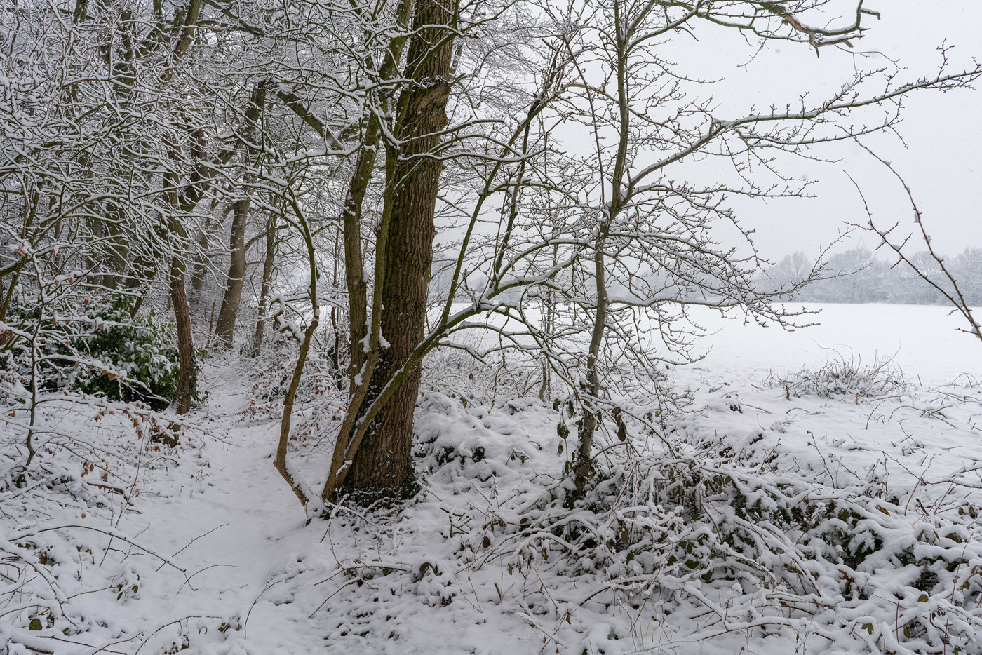  a tree covered in snow