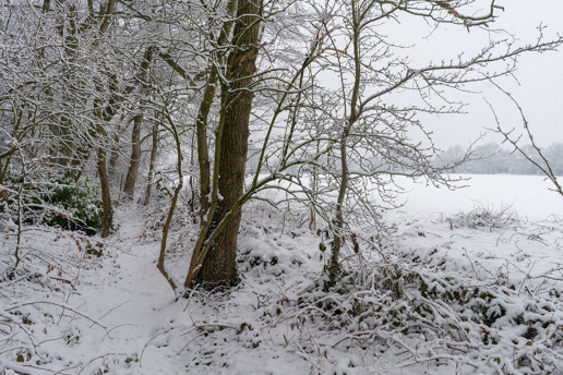  a tree covered in snow