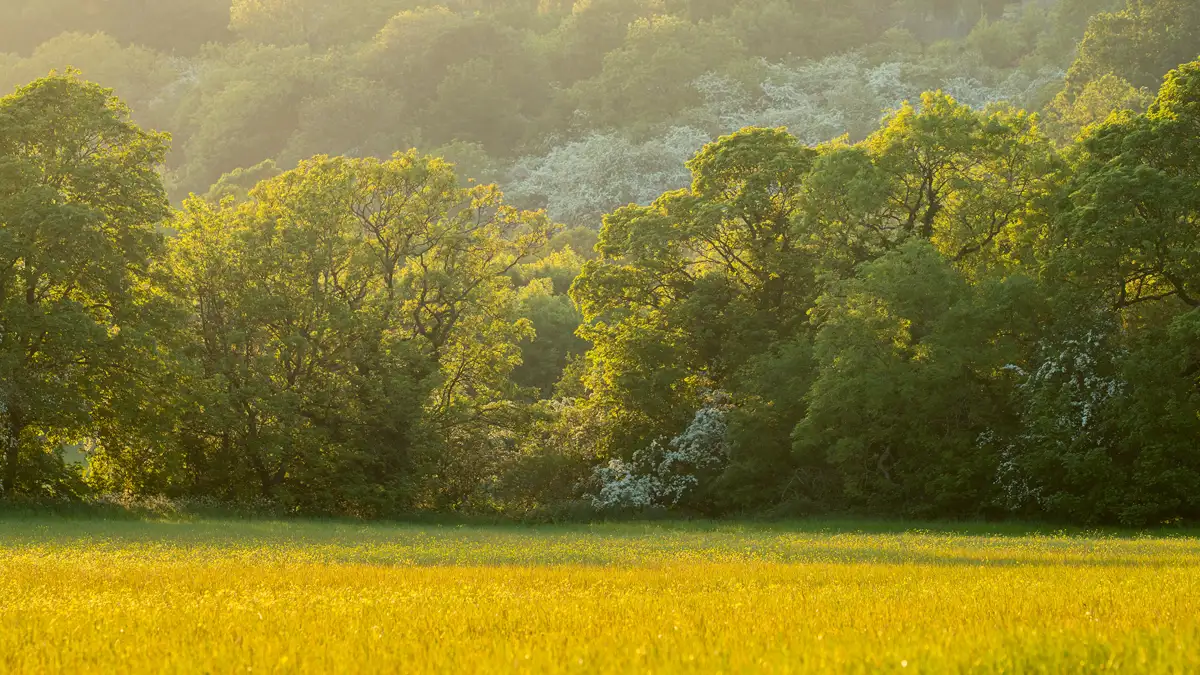 Sunlit meadow with tall grass in the foreground, bordered by dense green trees. Soft morning light highlights the trees, casting a warm glow across the scene with some white blossoms visible among the foliage. The background fades into a forested hillside.