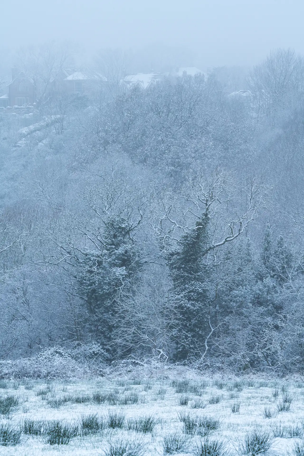 A winter scene with snow-covered trees and bushes in the foreground, creating a frosty, icy texture. In the background, partially obscured by mist, are houses with snow on the roofs, set against a dense woodland. The entire landscape is enveloped in a soft, hazy atmosphere.