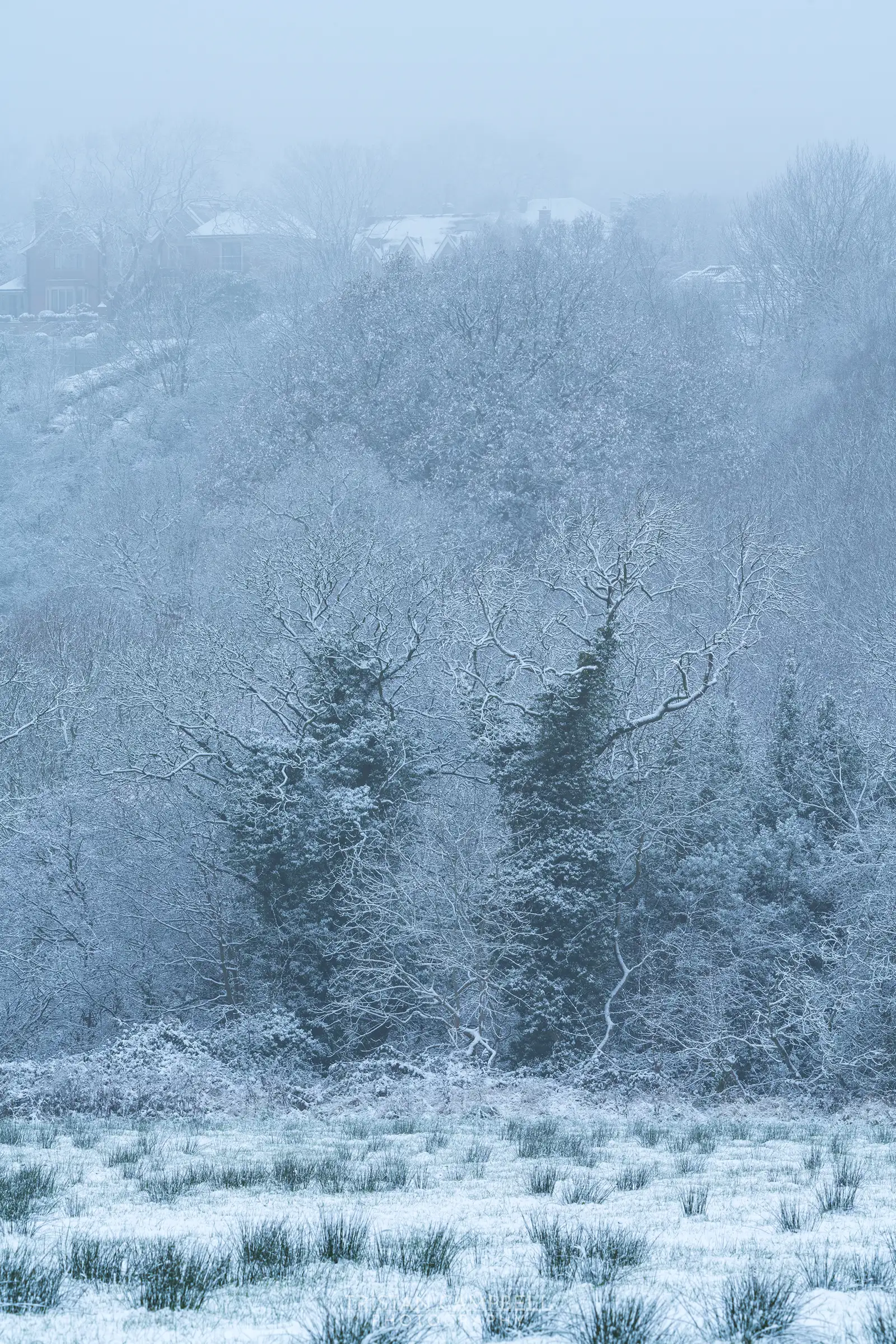A winter scene with snow-covered trees and bushes in the foreground, creating a frosty, icy texture. In the background, partially obscured by mist, are houses with snow on the roofs, set against a dense woodland. The entire landscape is enveloped in a soft, hazy atmosphere.