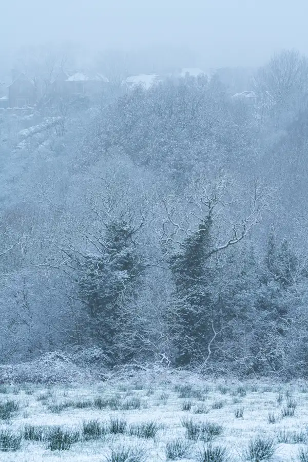A winter scene with snow-covered trees and bushes in the foreground, creating a frosty, icy texture. In the background, partially obscured by mist, are houses with snow on the roofs, set against a dense woodland. The entire landscape is enveloped in a soft, hazy atmosphere.
