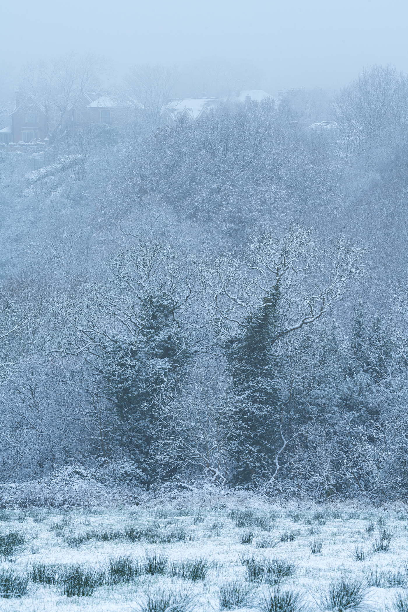 This is a winter scene in North Yorkshire showing a snow-dusted landscape. Leafless trees stand prominently against a pale sky, their branches frosted white. In the foreground, a patchy field lightly covered in snow hints at green grass below. Faint outlines of houses peek through the misty backdrop. background pattern