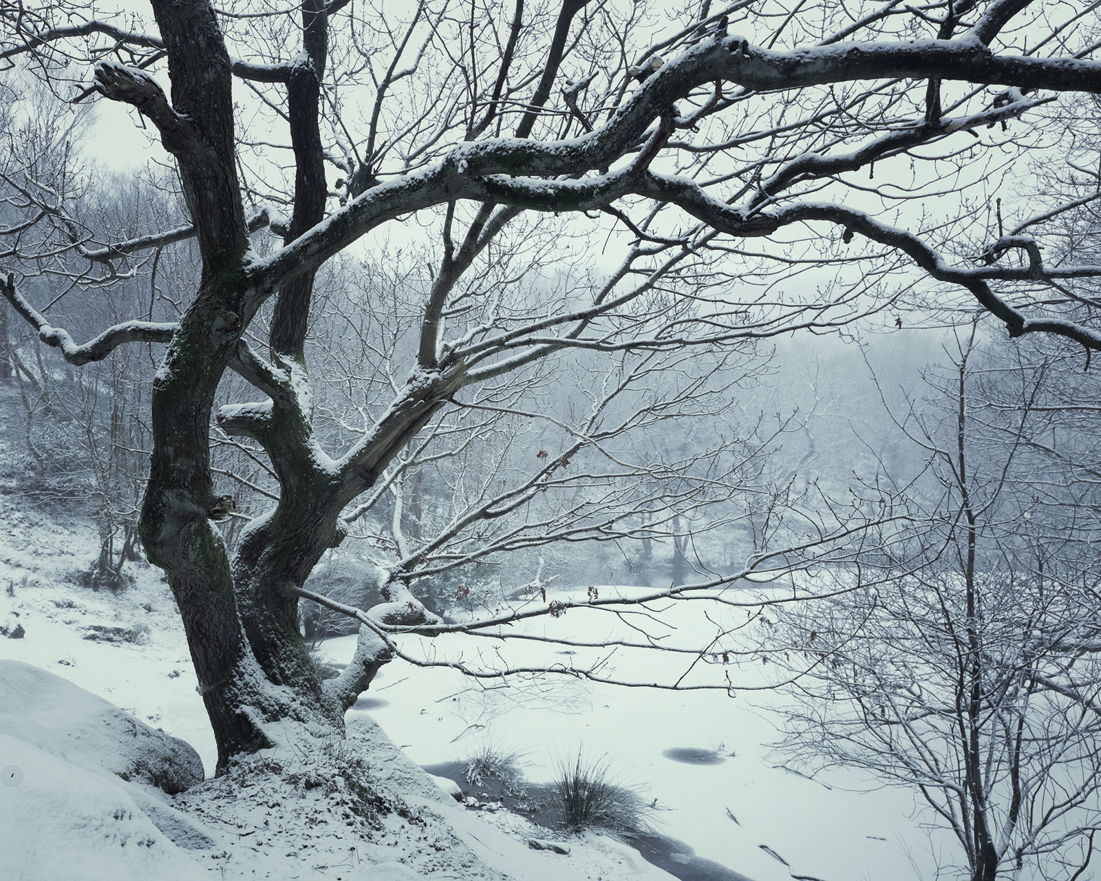 Snow-covered landscape with a large, gnarled tree in the foreground, its twisted branches reaching out dramatically. The tree and surrounding ground are dusted with snow. In the background, bare trees stand in a misty, wintry haze, creating a serene and cold atmosphere.