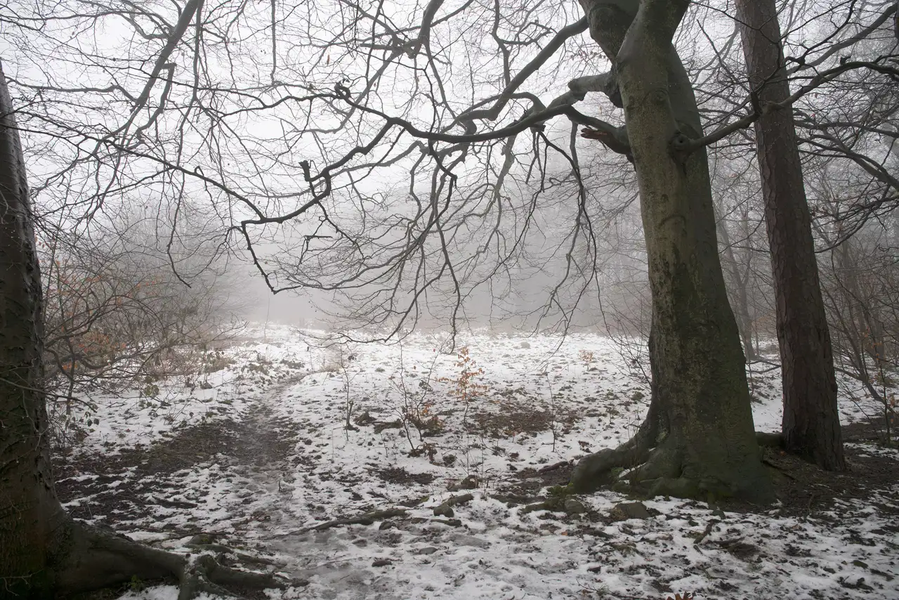 Bare trees on a snowy forest floor, with a path leading through the scene. A light mist creates a hazy atmosphere, softening the background, while a few sparse, orange leaves cling to the branches.