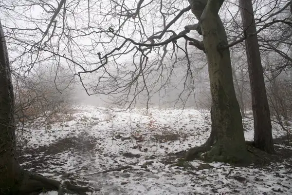 Bare trees on a snowy forest floor, with a path leading through the scene. A light mist creates a hazy atmosphere, softening the background, while a few sparse, orange leaves cling to the branches.
