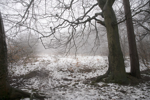  a tree with snow on the ground