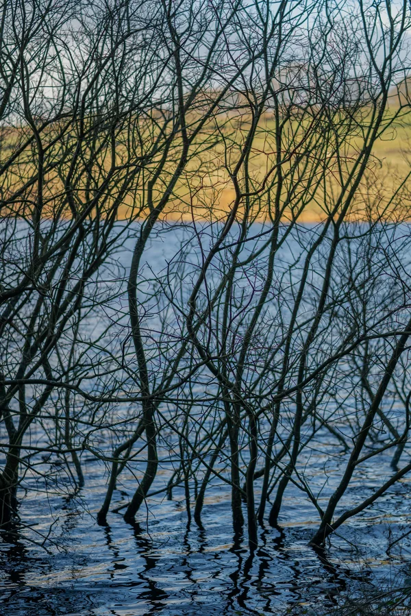 Bare winter trees standing in the still blue water of a flooded loch with golden moorland beyond