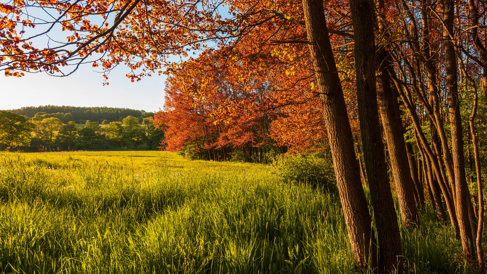  A lush Crimple Valley scene: verdant grass bathes in sunlight with a row of trees whose leaves glow red. This contrast of spring green and young red leaves creates a striking tapestry in Harrogate's countryside.