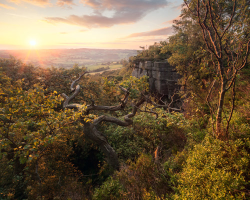 A Journey Through Ancient Woodland:  
