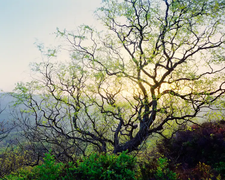 Spring Dawn Light 25Mic B
