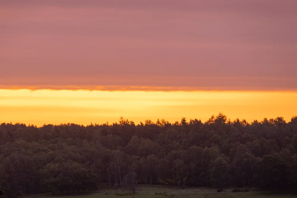 Pine and birch woodland silhouetted against a glowing orange and pink sunset sky