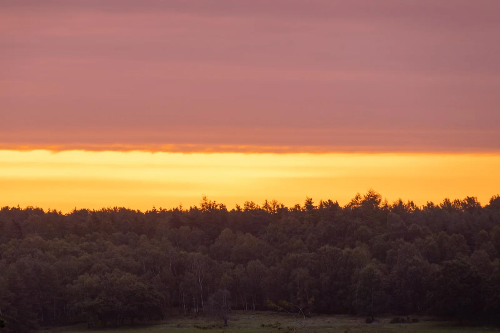 Pine and birch woodland silhouetted against a glowing orange and pink sunset sky