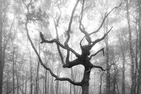 Gnarled bare tree with twisted branches in misty woodland, surrounded by silvery birches in soft light