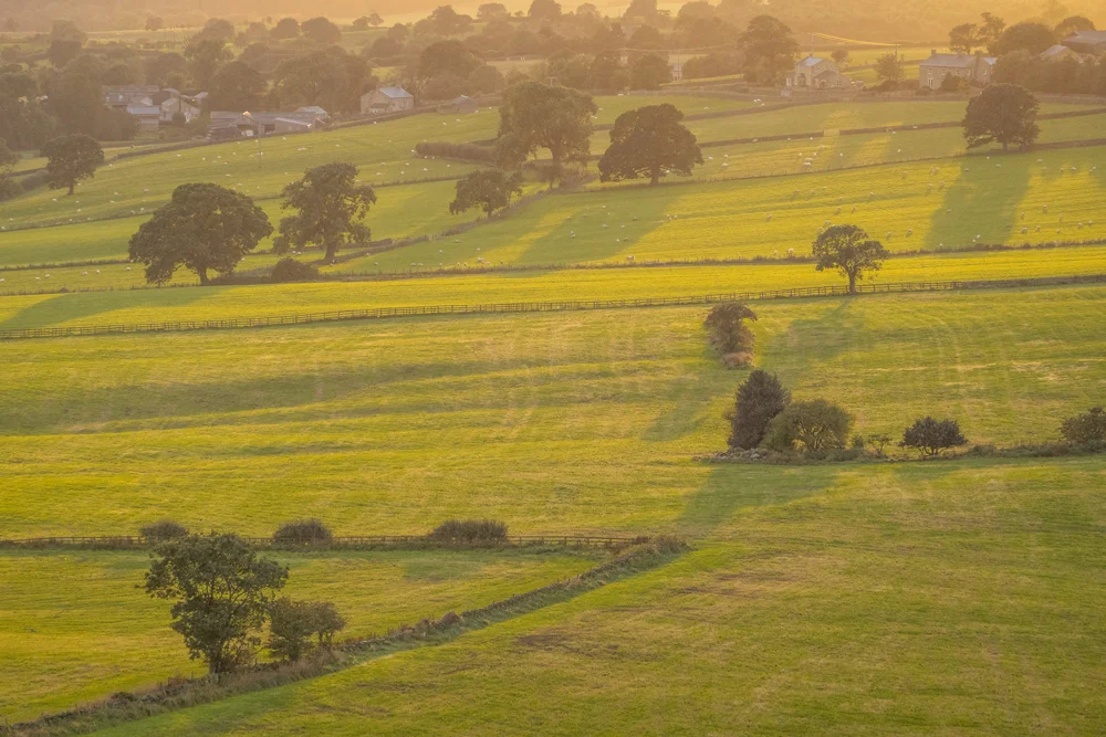 Sheep grazing in patchwork fields with hedgerow trees and a hamlet under golden evening light in rolling farmland.