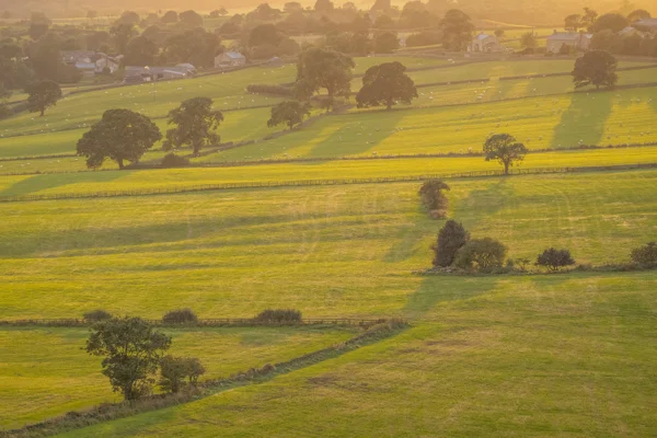 Sheep grazing in patchwork fields with hedgerow trees and a hamlet under golden evening light in rolling farmland.