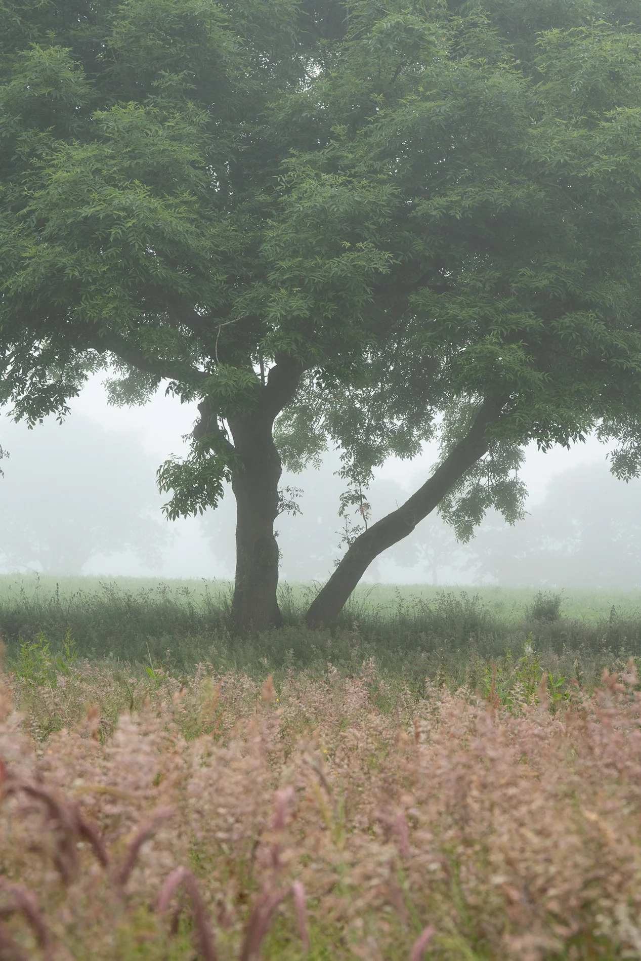 Lone tree in misty meadow with pink summer wildflowers in the foreground at dawn