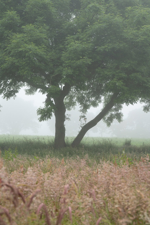  a large tree in a field